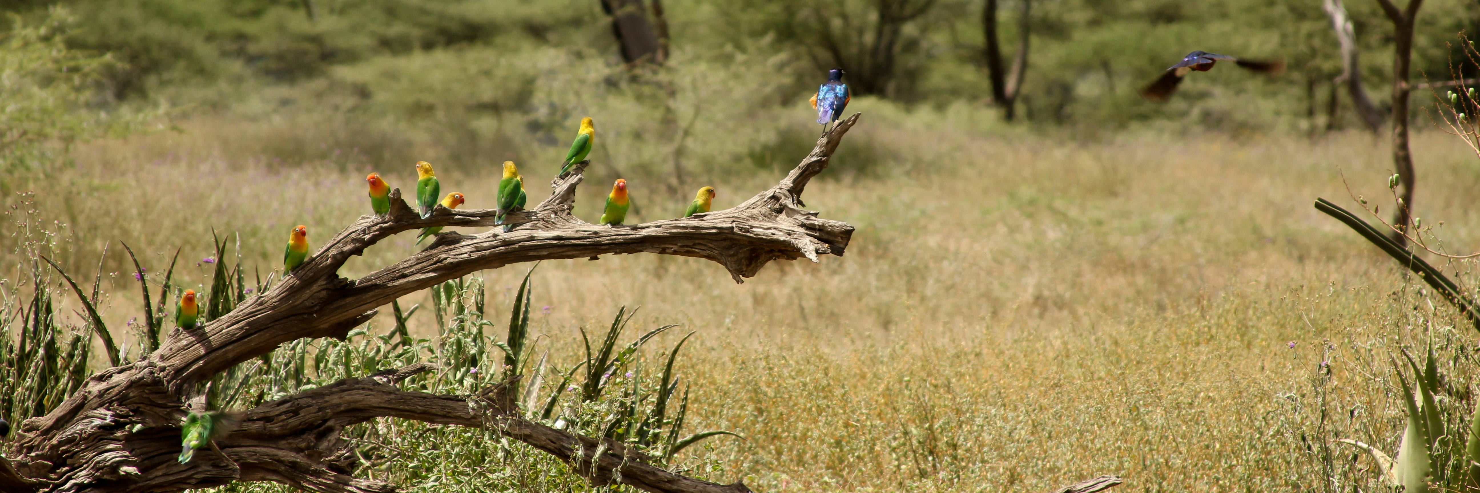 birds on brown tree branch during daytime